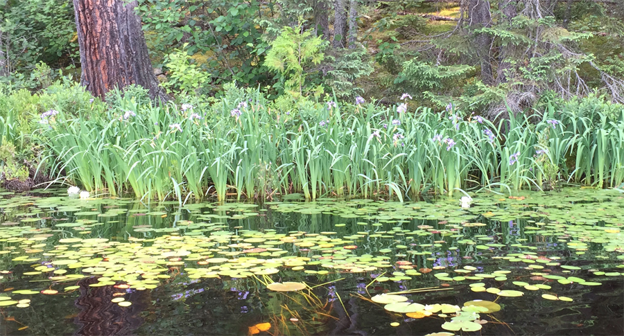 Rifle Lake 6