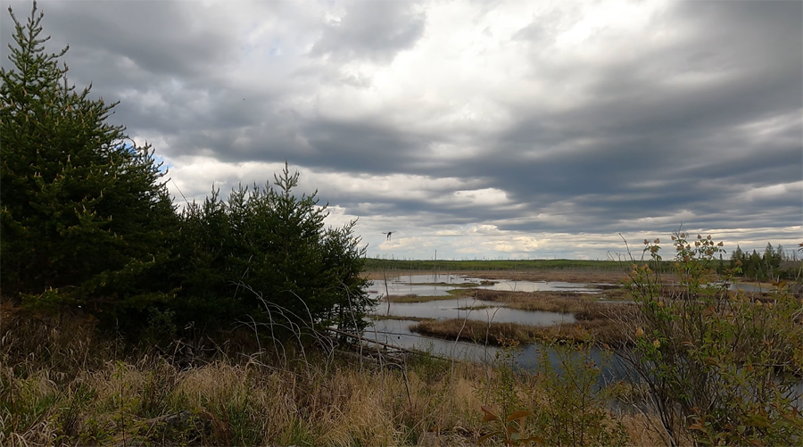 Pelt Creek 1